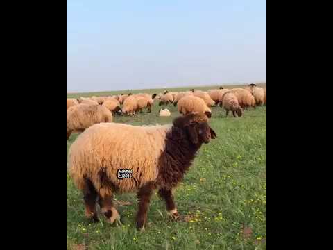 مسراح الغنم في الربيع 