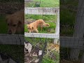 No point in fences #goldenretriever #silly #agile #jump #adorable #fence
