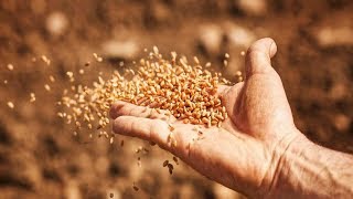 Seeds in space: How well can survive harsh conditions.