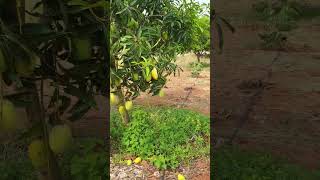 Dasheri 🥭 Mango - Harvesting