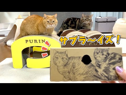 サプライズプレゼントが届いた猫の反応が可愛すぎました！