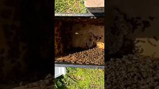 One Spot, Two Weeks, Three Swarms!!!