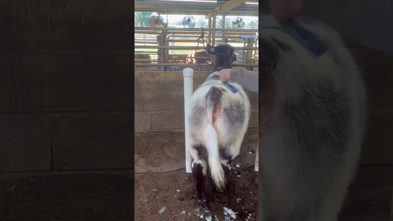 Аврора, наша чистокровная телка породы Шортхорн, отправляется на выставку скота в Форт-Уорте 