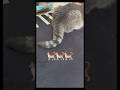 Just tail mimimi 🐈 #cute #love #cat #trending #viralvideo #shorts #funny #kitten