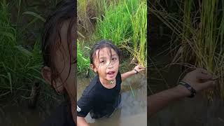 When Papa was surprised, Ara was curious to hold the golden snail eggs stuck in the rice fields. ...