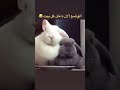 وضعنا بعد الافطار وضعنا بعد الافطار