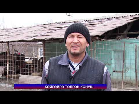 Video: Кызыл вибрумнан кыямды кантип жасаса болот