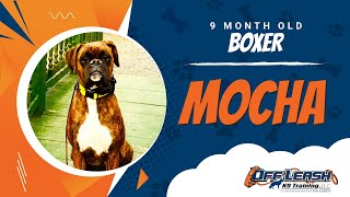 MOCHA | 9 MONTH OLD | BOXER | BEST DOG TRAINERS NORTHERN VA. | OFF LEASH K9 TRAINING