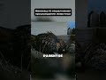 Отец бросил семью на 15-м этаже🦉#животные #рождение