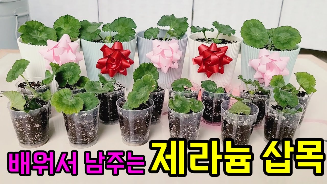 배워서 남주는 제라늄 가지치기.  제라늄 삽목 방법. 뼈라늄 되살리기. 제라늄 키우기. 베란다 가꾸기. geranium. @동취미 부부