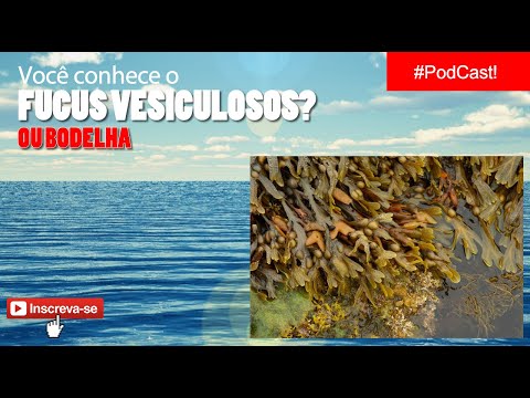 Vídeo: Estabilidade Decadal Na Variação E Estrutura Genética Das Algas Marinhas Entre Marés Fucus Serratus (Heterokontophyta: Fucaceae)