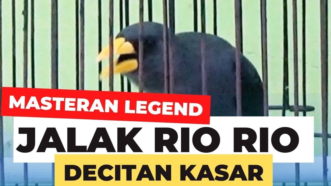 Jalak Rio Rio MASTERAN JALAK RIO RIO DECITAN KASAR #jalakriorio #riorio # ...