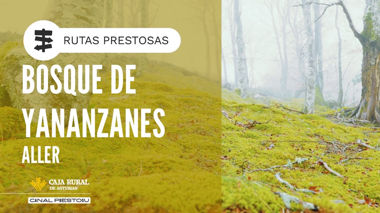 Canal Prestosu | Rutas prestosas: ruta en el bosque de Yananzanes, en Aller
