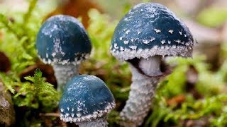 🍄Мухомор показал где растёт строфария сине-зелёная