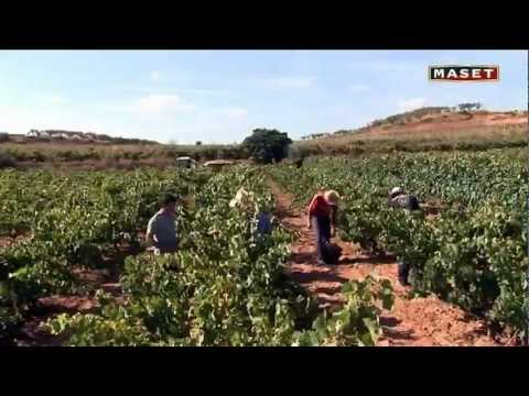 Video: Después De La Recolección De Las Uvas: Roles En La Vinificación De Invierno