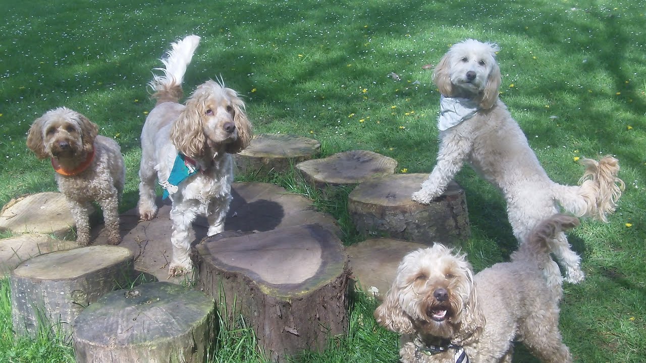 Cockapoos, Ted, Tilly & Milo with Cute Cocker Jasper & English BT ...