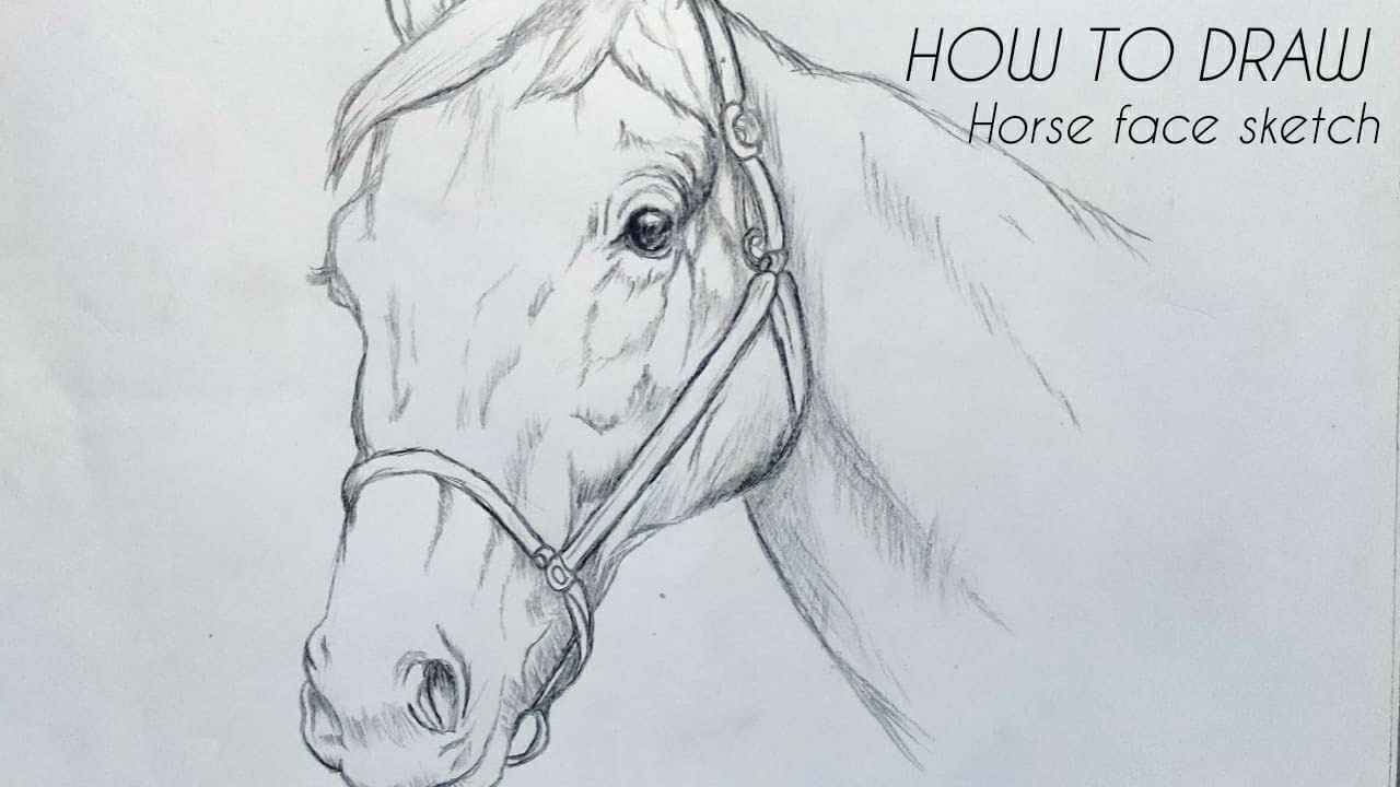 Horse Head Charcoal Drawing, Drawing by Kanat Mks | Artmajeur