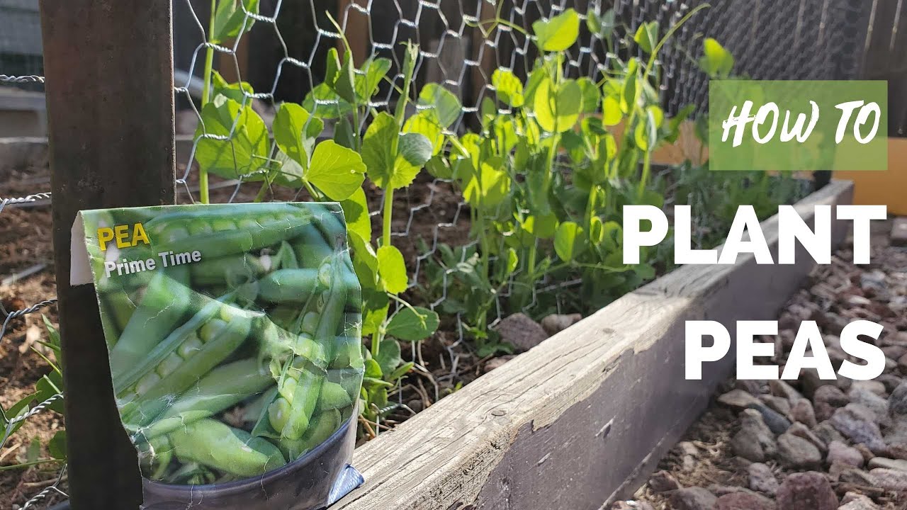 How to Plant Peas Like a PRO When to plant, which seed