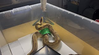 CROCODALE JR. | Champagne Lavender Royal / Ball Python | #feeding 💜🎬 (06.11.25)