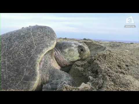 Видео: Самолетът с тематични морски костенурки на ANA ще обслужва Хонолулу от Токио