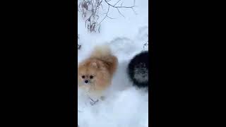 Pomeranians in Siberia