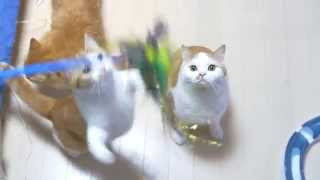 【マンチカンズ】マンチカンのスローモーション ~munchkin cats shot with panasonic lumix GH4 ~