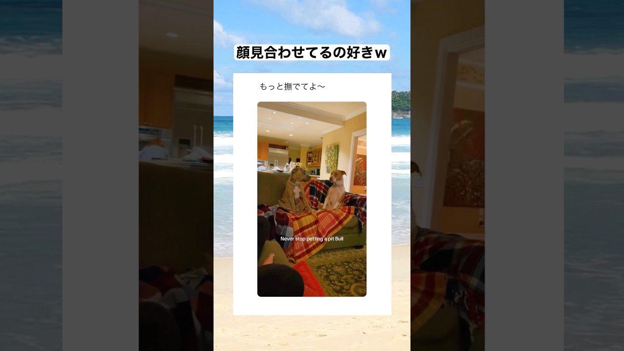 もっと撫でてほしいのがわかりやすいワンちゃんｗｗ　#shorts #動物 #おすすめ