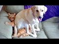 Funny Cats and Dogs Video Vines   BestVine