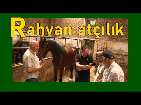 RAHVAN ATÇILIK | MENEMEN | KÖY TV | ADEM BİRİNCİ