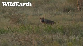 WildEarth  Sunrise Safari  18 April 2023