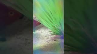 사랑의키스 주엽이 의자연TV