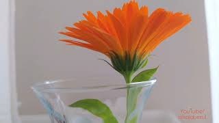 Nihal ♪ Tükeneceğiz (Cover)