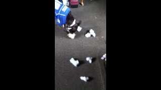 Pitbull demolishing a stuffed toy!