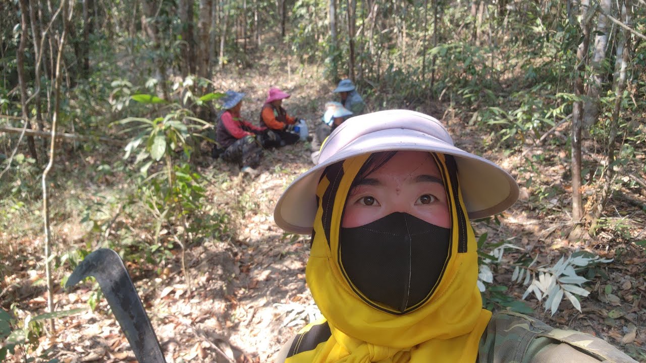 Daim teb no ma ntoo tuab tiag tiag kam kam 5 moo mam tau lo mu tsev