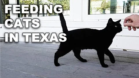 The Purrfect Rest Area For Cat People In Texas