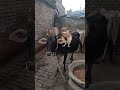 APT virson india #funny #comedy #cute #funnyanimals #birds #ytshorts #youtubeshorts #trandingshorts