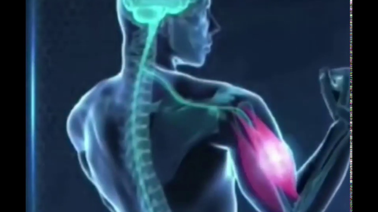 Stimulateur musculaire