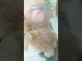 "i weight 165 , how YOU doin" #animal #plush #HuggablesToys #cat #bunny