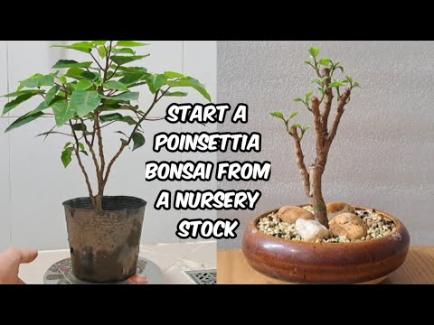 Starting a Poinsettia Bonsai | Bonsai for Beginners - YouTube