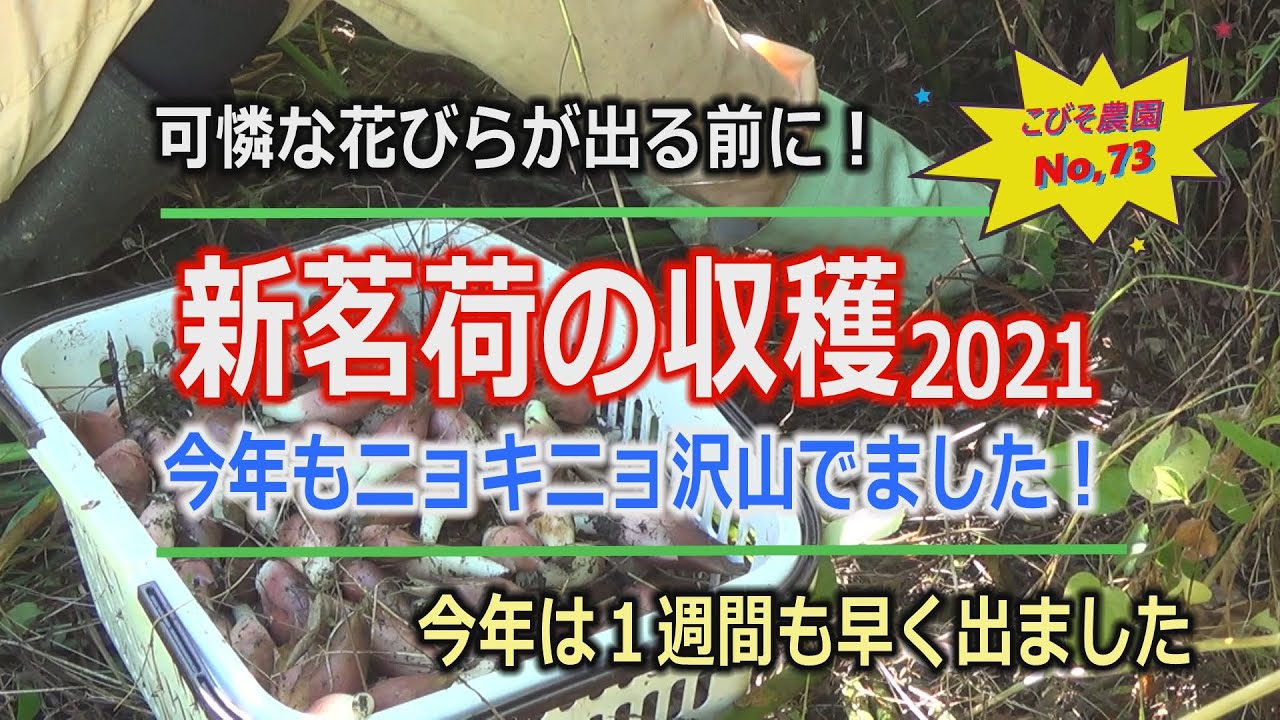 茗荷の収穫2021　こびそ農園 No,73