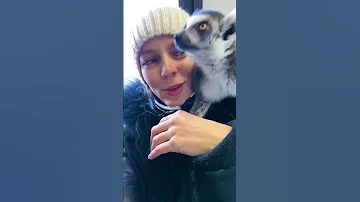 Чем обеспокоены лемуры? 😺