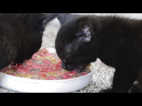 वीडियो: अपने बिल्ली के बच्चे को सूखा भोजन कब खिलाएं