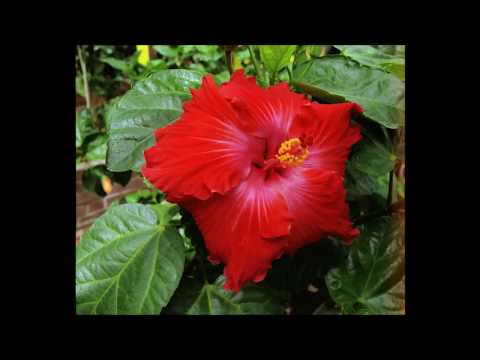 SWAYING PALMS IN HAWAIIAN BREEZES TRAILER 2 1080 