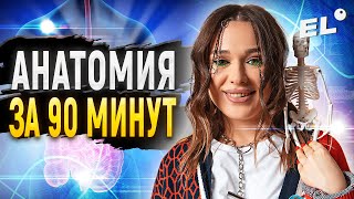 АНАТОМИЯ ЗА 90 МИНУТ | ЕГЭ ПО БИОЛОГИИ 2024 | Женя Биологичка EL