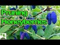 How to Prune Honeyberries For A Huge Harvest