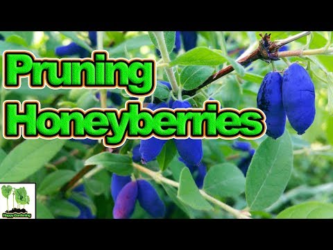 Vídeo: Plantas de Honeyberry Cultivadas em Contêiner - Dicas sobre como Cultivar Honeyberries em Recipientes