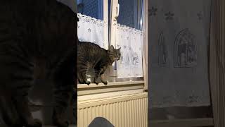 Speaking with Cat | Meaw-Meaw | Funny Moment