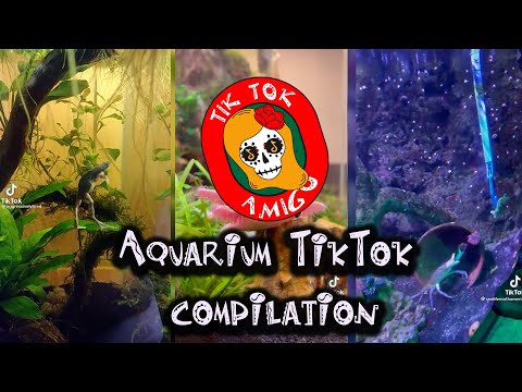 Aquarium TikTok compilation