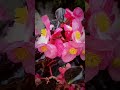 Begonia, бегония, semperflorens – Ledinukai