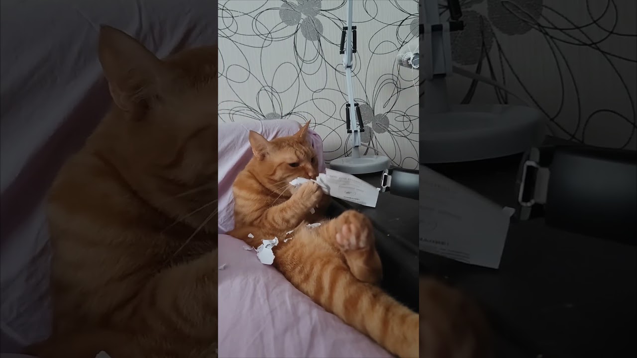 Симба прочитал внимательно соглашение со Сбербанком 